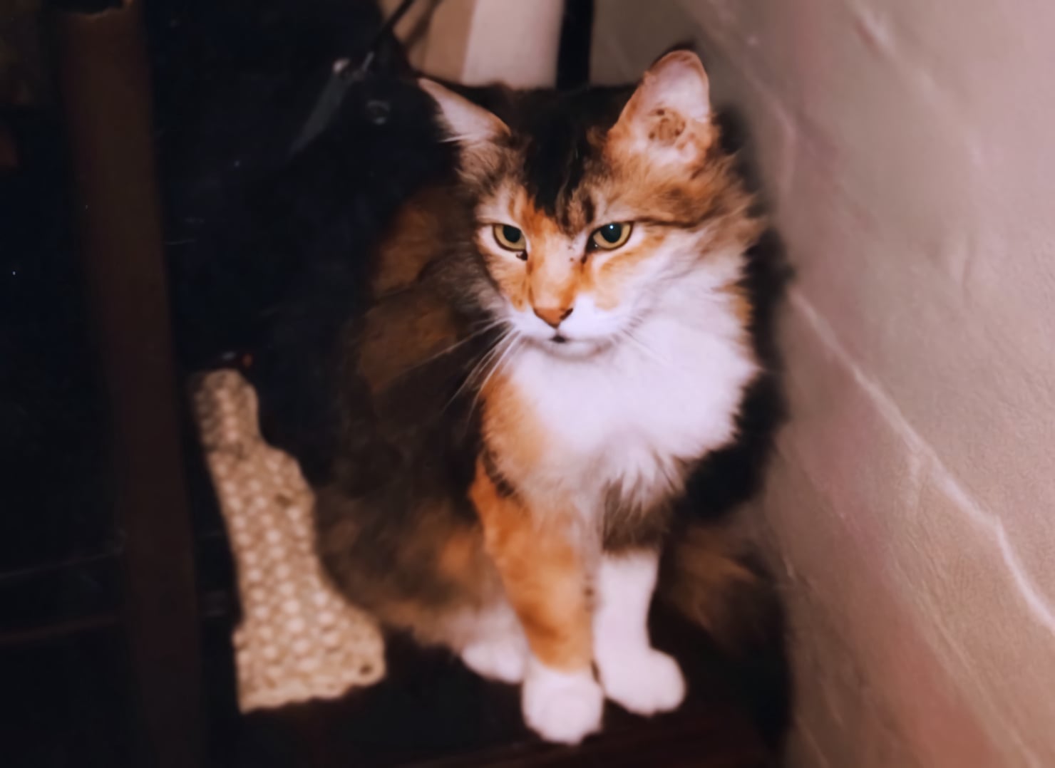 Rusty, The First Cat Rescued by Animal Helpline Inc